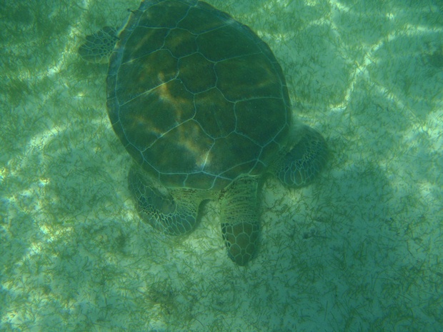 A sea turtle grazing on sea grass off the coast of Akumal Bay, Mexico