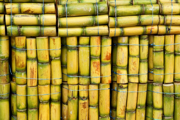 Sugarcane, cut, packed and ready to be eaten