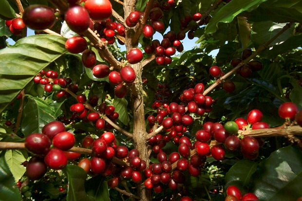 Coffee ready to be picked in Costa Rica