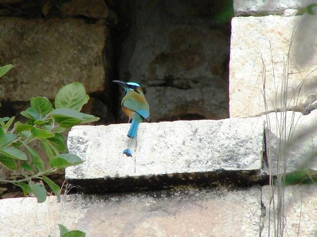 A mot-mot bird sitting on a ledge at Chichen Itza