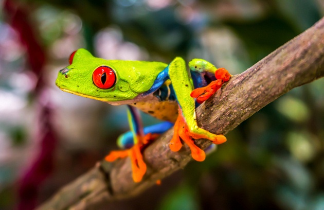 A frog perches on a branch and observes the horizon while reflecting on pura vida