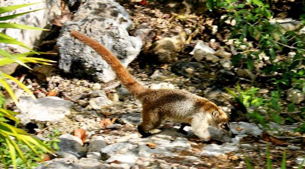 A coati in search of food in Mexico's Xel Ha nature park located in the Riviera Maya