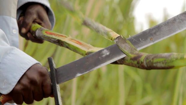 A Dominican worker cutting sugar cane with a machete