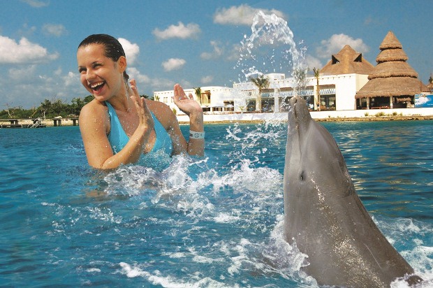 things to do in Cancun - Dolphin tours