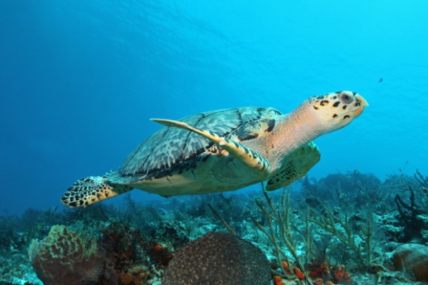 A sea turtle swims alongside the world's second largest barrier reef just off the coast of Cancun in the Mexican Caribbean