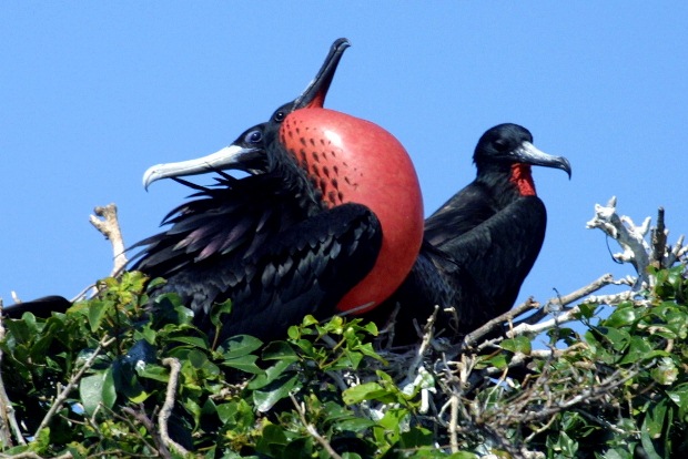 A male frigate bird showing off on Contoy Island