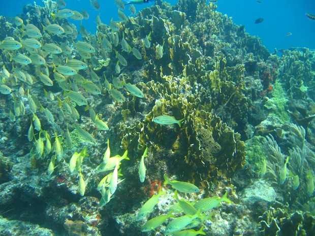 Fish swim off the Ixlache reef off the coast of Isla Mujeres, Mexico