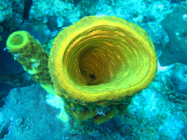 An underwater image of a coral reef formation at the Ixlache Reef off the coast of Isla Mujeres, Mexico