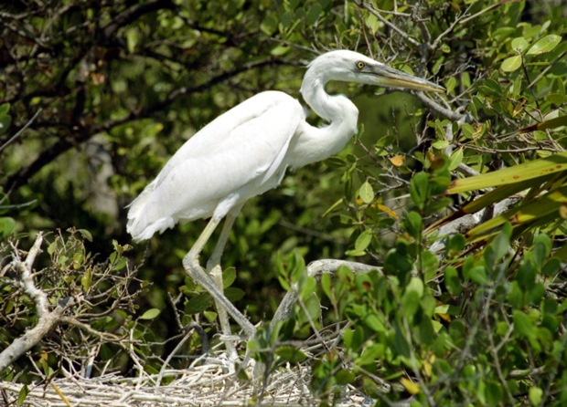 A white garza waits for food on Contoy Island