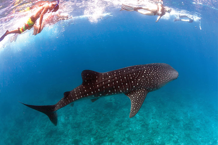 swim with whalesharks in cancun