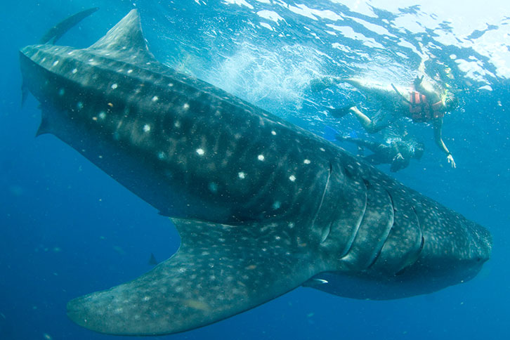 whale sharks swim mexican caribbean