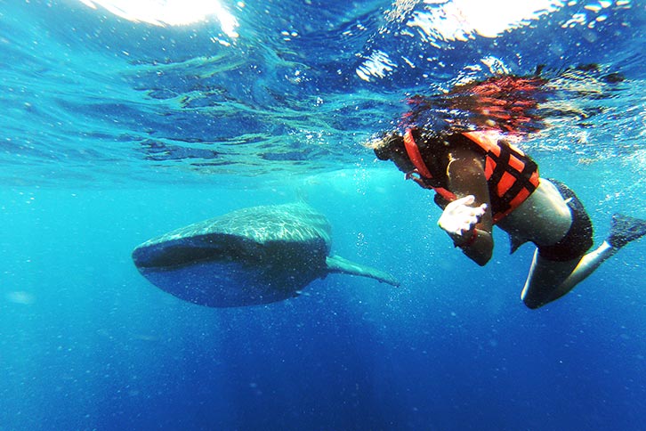 swim with whale sharks cancun tour