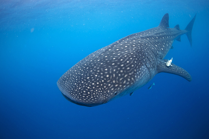 whale shark swimming cancun riviera maya