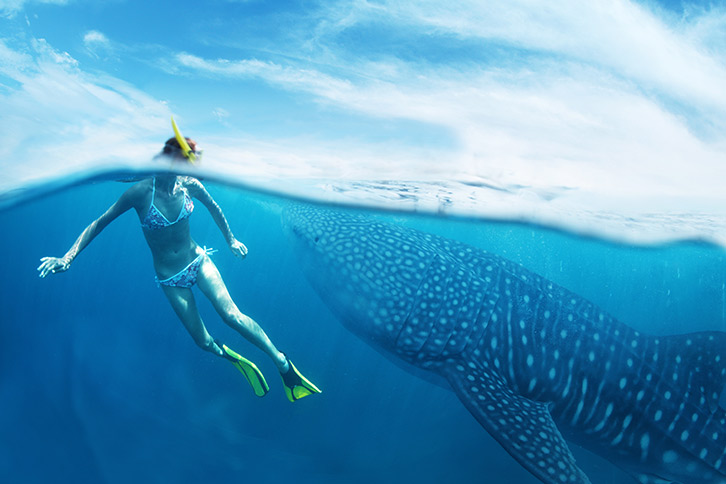 swim with whale sharks in cancun