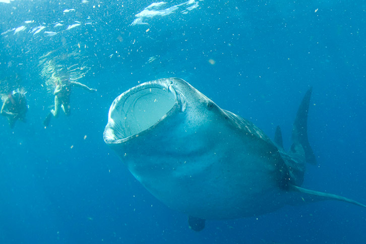 swim with whale sharks mexican caribbean