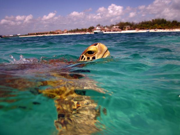 A sea turtle lifts its head out of the water off the coast of Isla Mujeres, Mexico