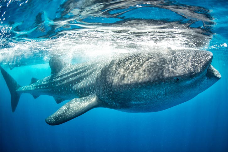 whale sharks in cancun