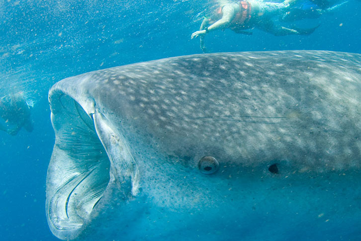 whale sharks in cancun