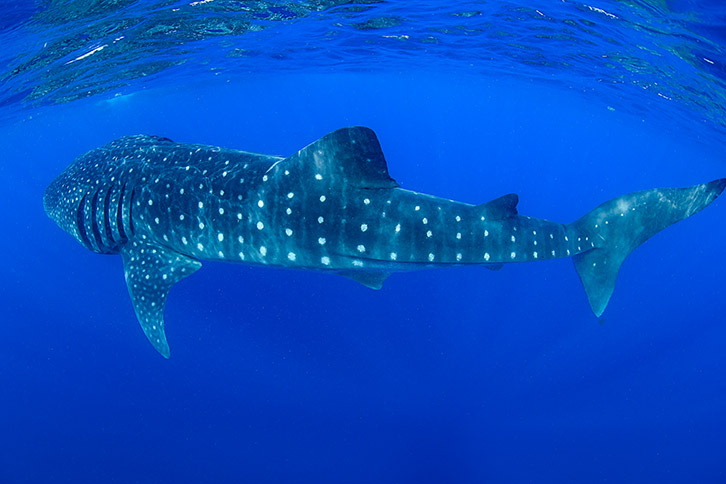 swim with whalesharks cancun