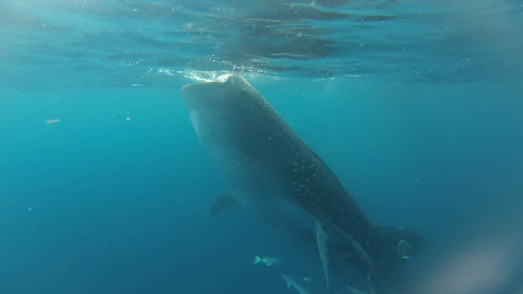 Whale shark filter feed in a vertical position