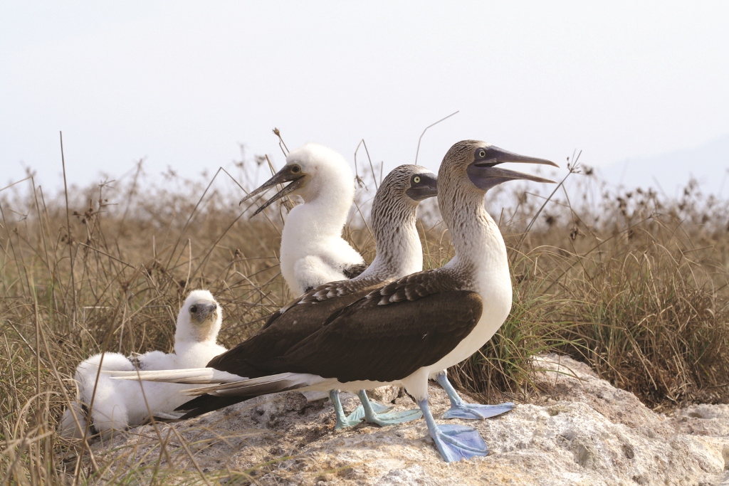 Marietas Islands birds