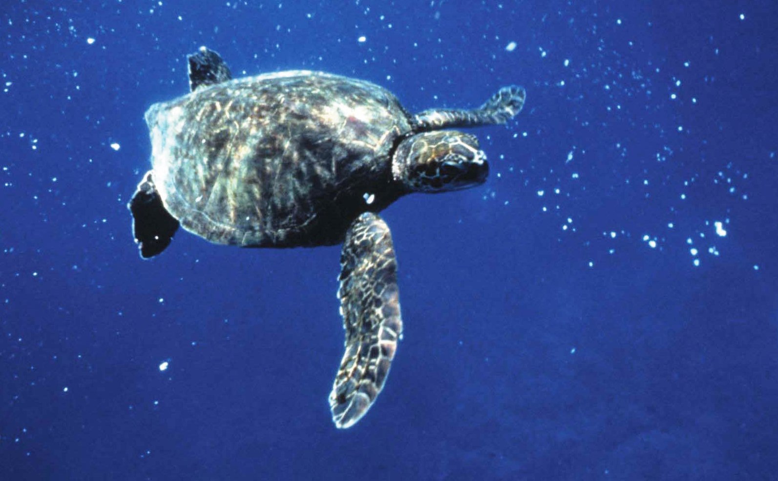 Snorkeling in Oahu