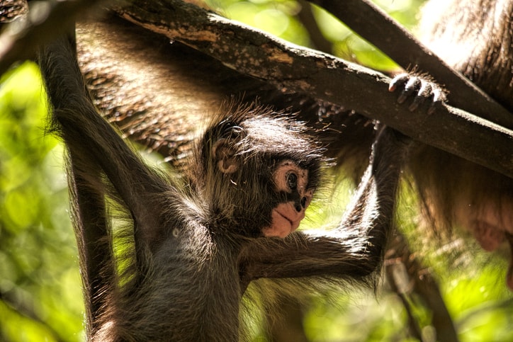 During your spring break vacation, head to Monkeyland