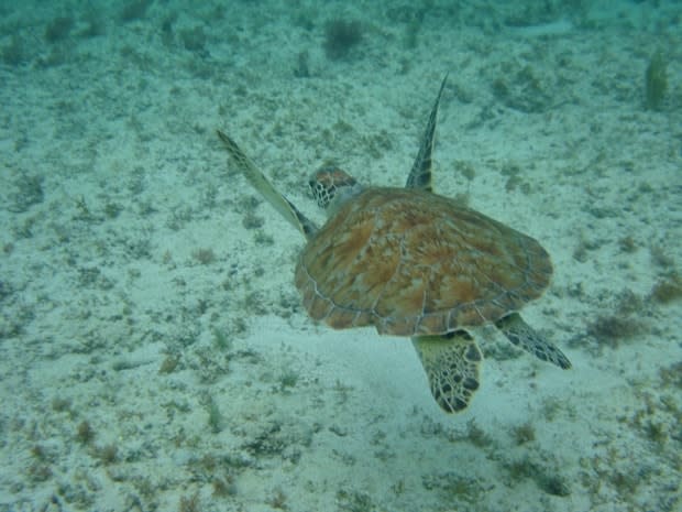 Snorkeling with Turtles in Akumal near Tulum