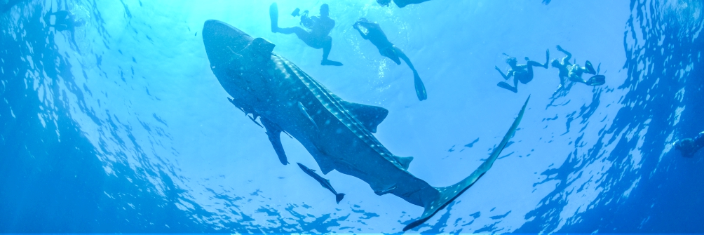 Swim with whale sharks