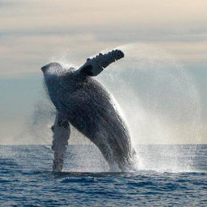 whale junping out the ocean