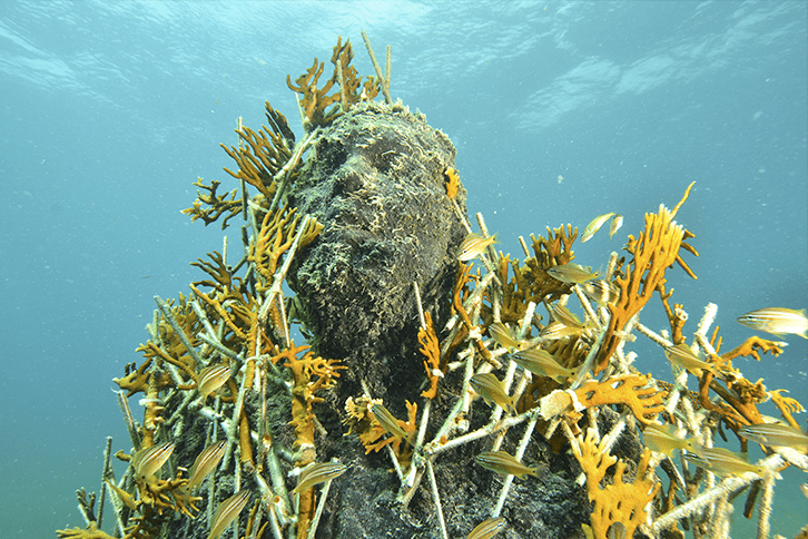 MUSA Snorkeling Tour