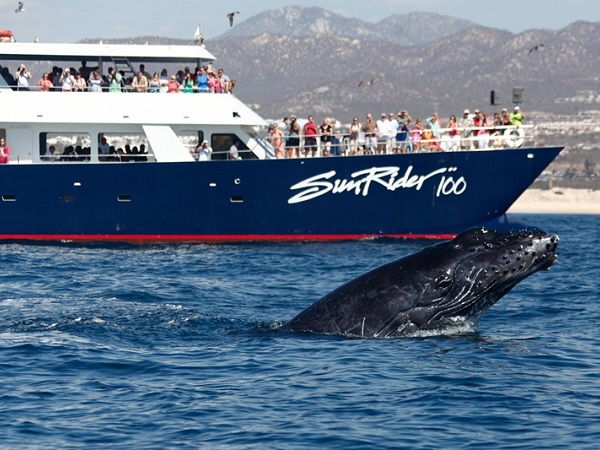 People on a boat on a whale watching tour