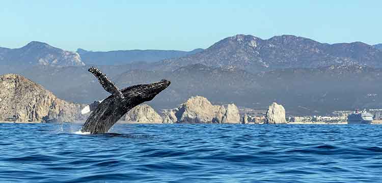 Cabo San Lucas Toddler Activities Whale Watching