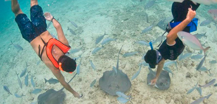 How Safe Is Cozumel Mexico Singray Snorkel Park