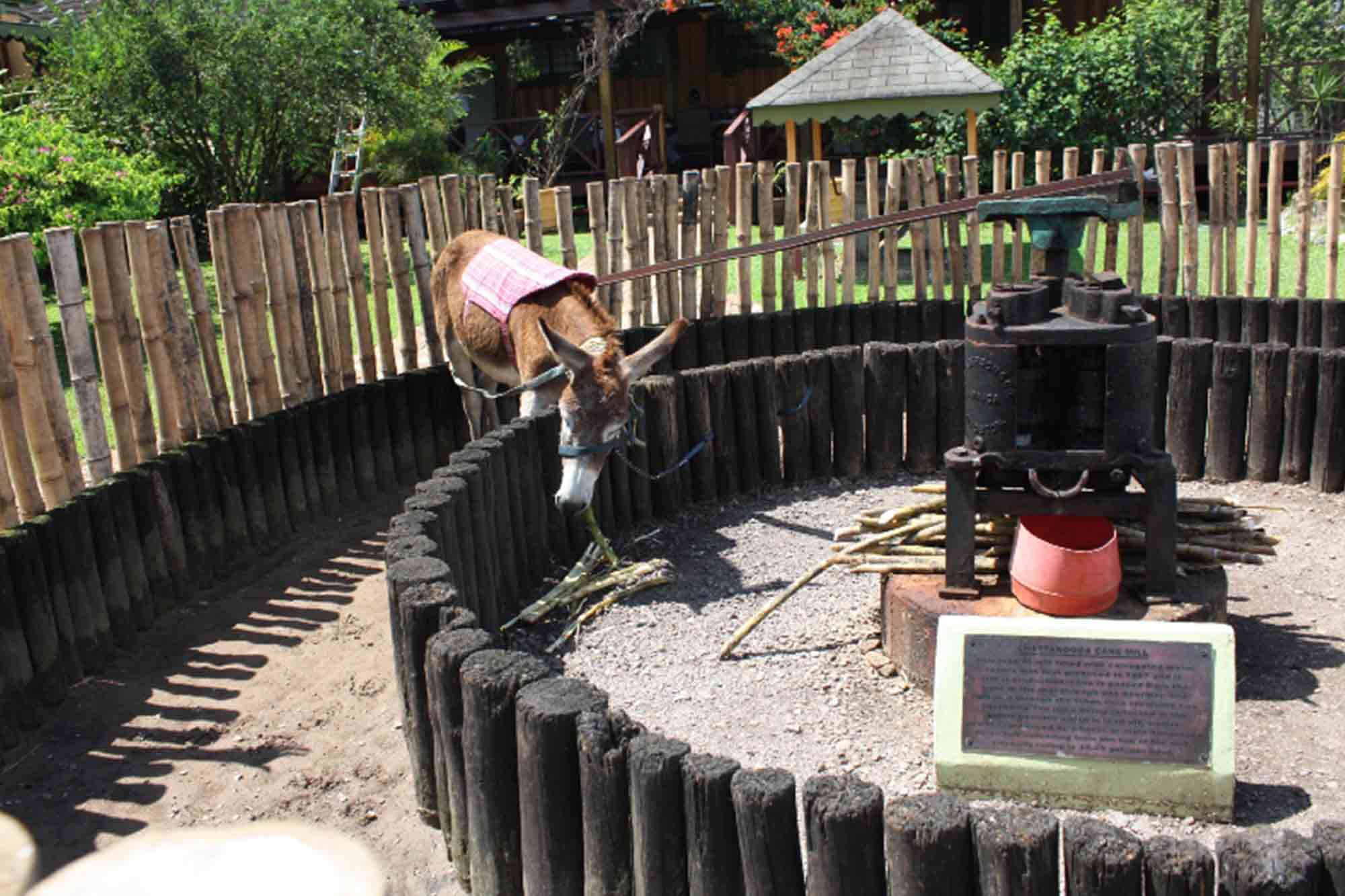 Appleton Rum Factory in Jamaica Donkey