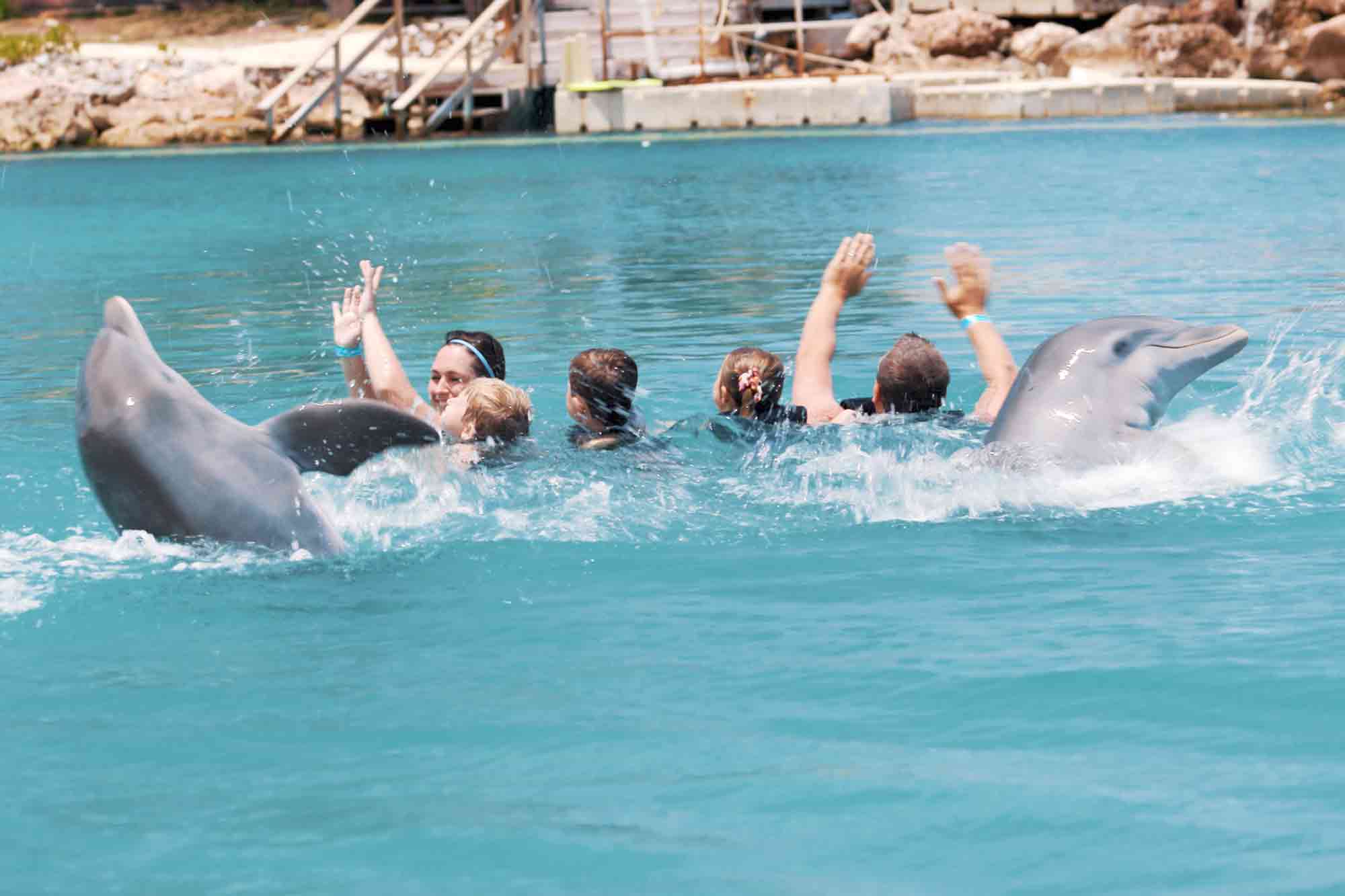 Swim with dolphins in Montego Bay