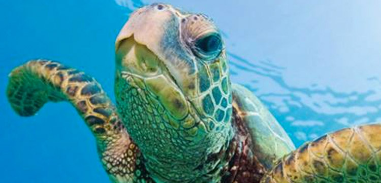 Turtle Snorkel Sail