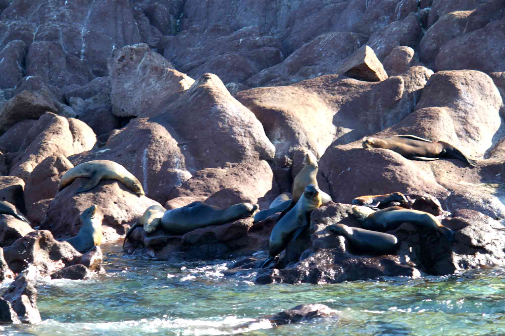 Cabo for singles snorkeling sea lions Espiritu Santo