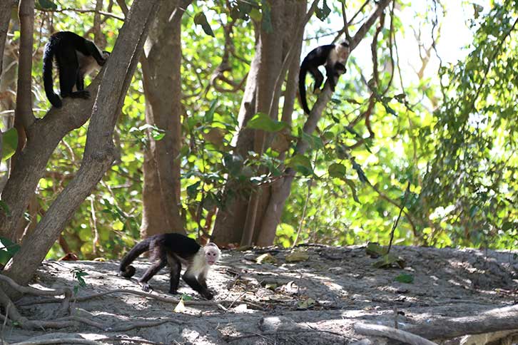 The capuchin is one of the animals in Costa Rica