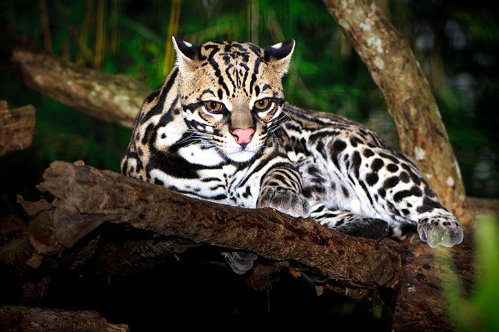 Ocelot lying in a tree in the rainforests of Costa Rica