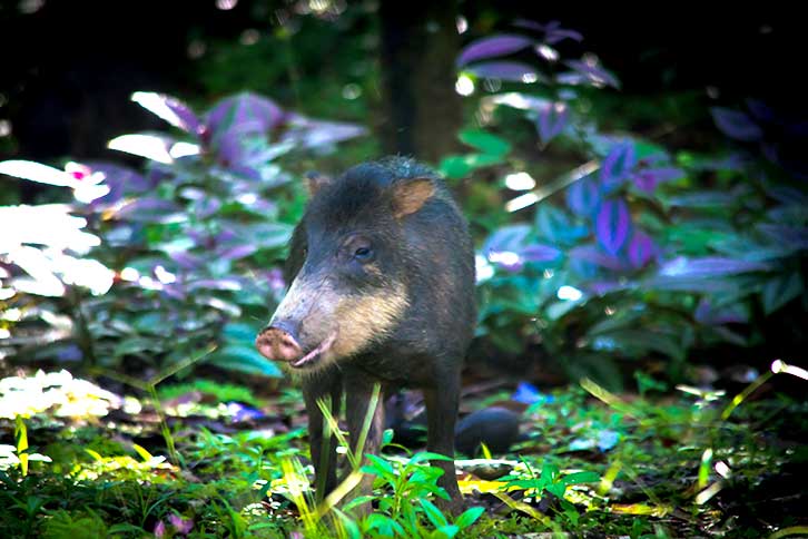 Peccary pig in the rainforests of Costa Rica