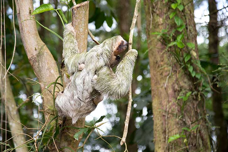 The animal of Costa Rica is the sloth