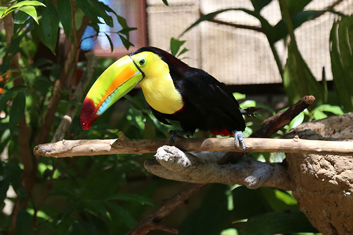 Costa Rica's colorful animal - the toucan