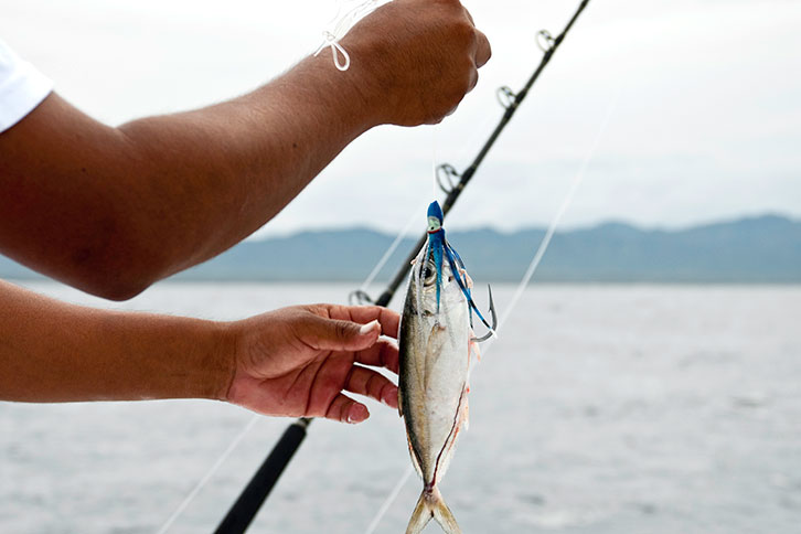 Puerto Vallarta Weather Fishing