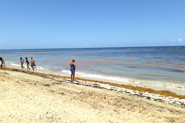 seaweed in punta cana beach