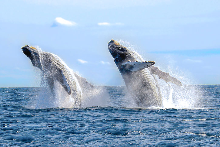 Whale watching in Los Cabos is one of the most beautiful sights during a holiday