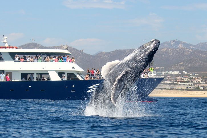 Individuals aboard a vessel, partaking in a captivating whale-watching expedition.