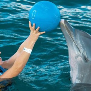 dolphin discovery swim adventure punta cana