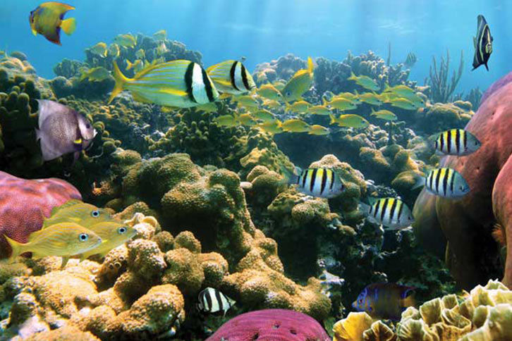 Snorkeling with turtles at Turtle Canyon is a great thing for families in Honolulu.