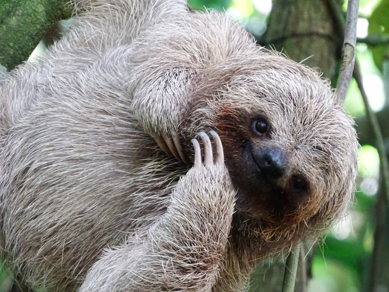 Costa Rica Sloth